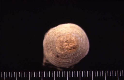 Acmaea? concentrica