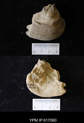 undet. Bivalvia