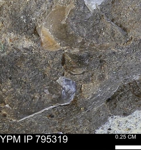 undet. Bivalvia