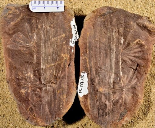 Calamites sp.
