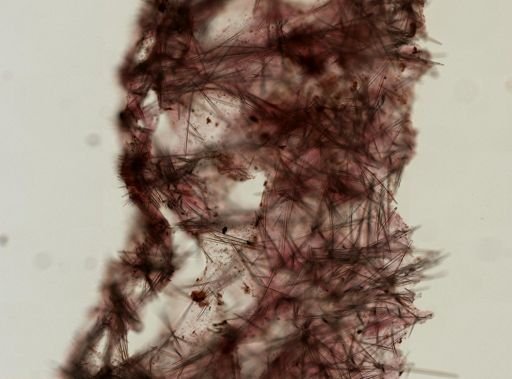 Halichondria