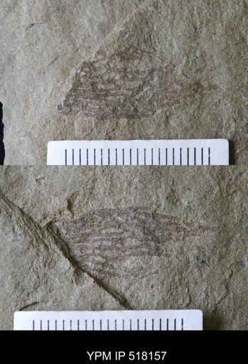 undet. Dendroidea