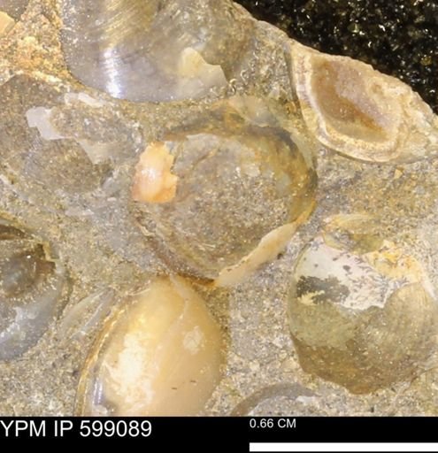 undet. Bryozoa