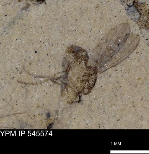 undet. Diptera