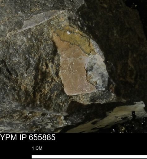 undet. Mollusca