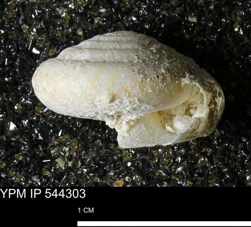 Poecilozonites (Discozonites) reinianus