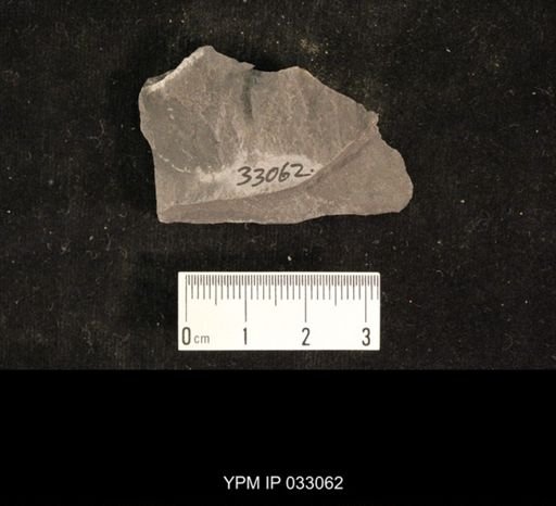 Mormolucoides articulatus