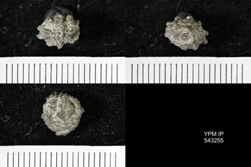 Gennaeocrinus variabilis