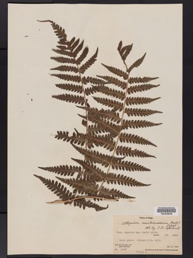 Athyrium