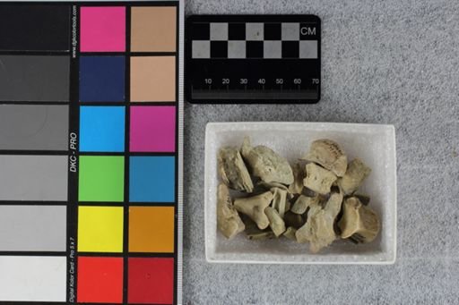 Protoceras celer
