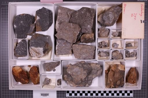 mixed taxa, stratigraphic collection