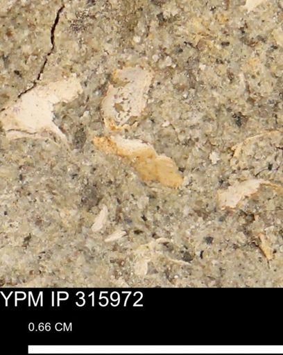 undet. Mollusca