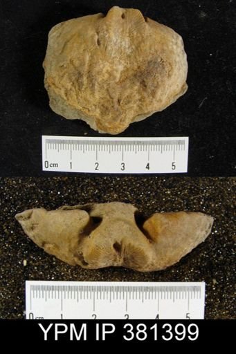Platyrachella sp.