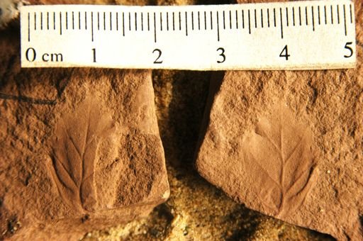 Rhus milleri