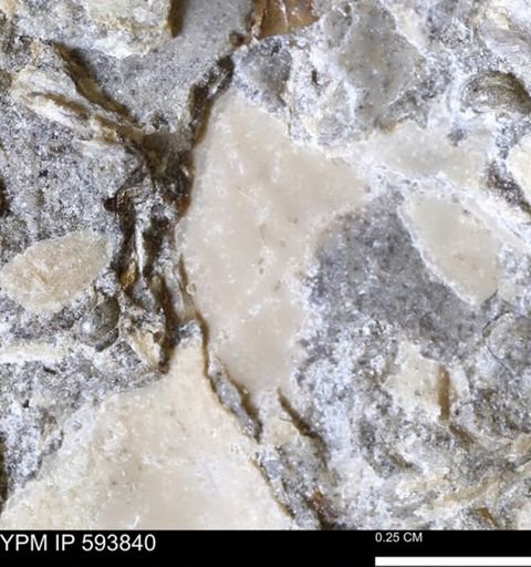 undet. Mollusca