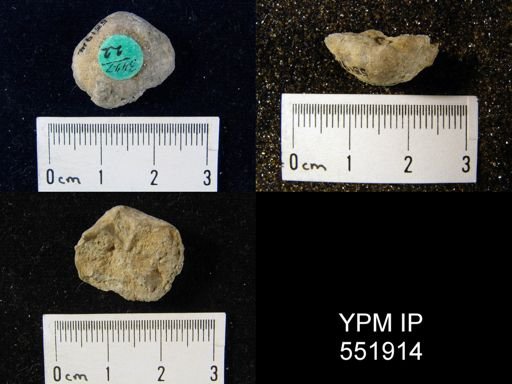 Gypidula sp.