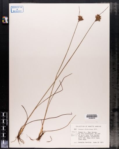 Juncus dichotomus