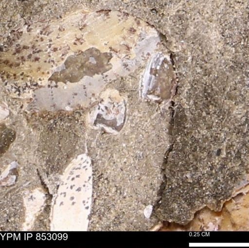 Limopsis striatopunctatus