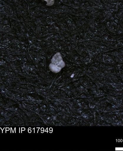 undet. Heterohelicidae