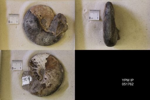 Hoploscaphites nicolletii