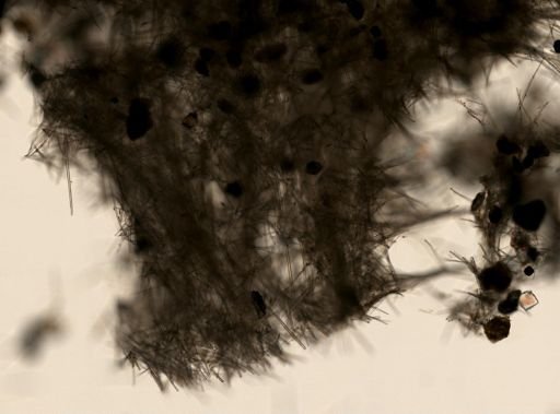 Halichondria