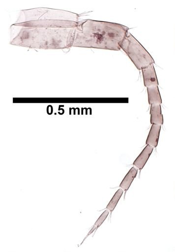 Hyalella cf. azteca