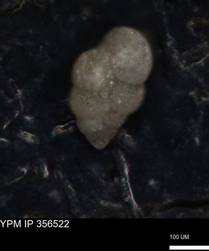 undet. Foraminiferida