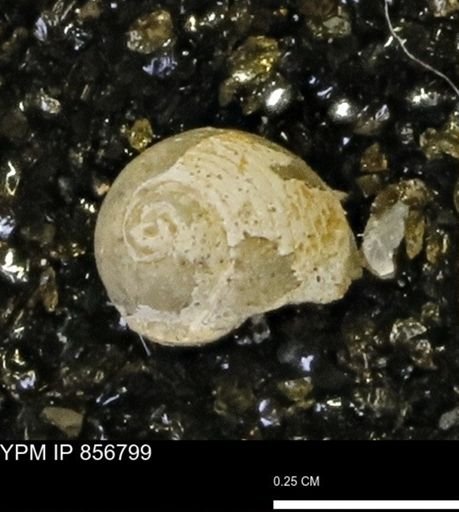 Euspira sp.