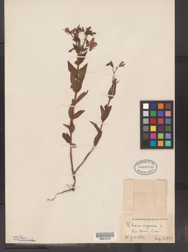 Rhexia virginica