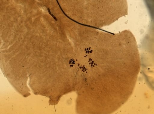 Pleioplana atomata