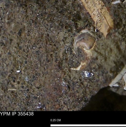 Gastropoda