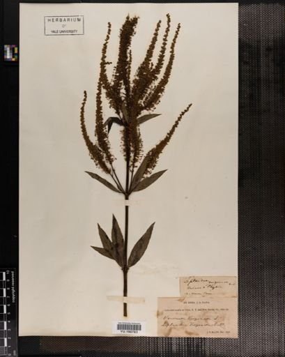 Plantae