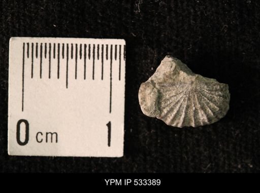 Katastrophomena sp.
