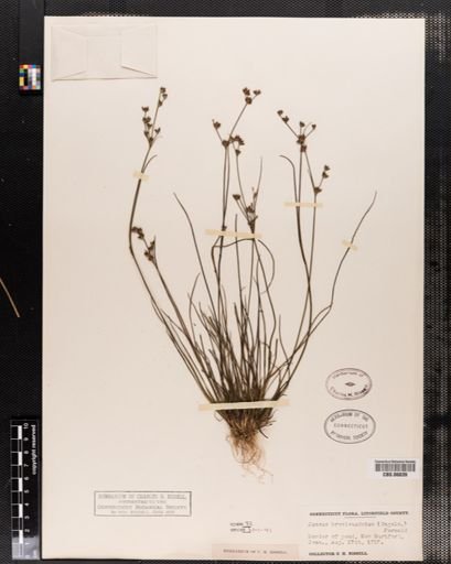 Juncus brevicaudatus