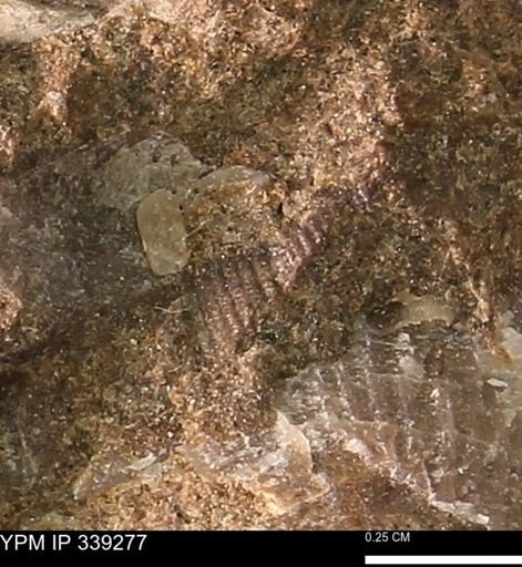 undet. Gastropoda