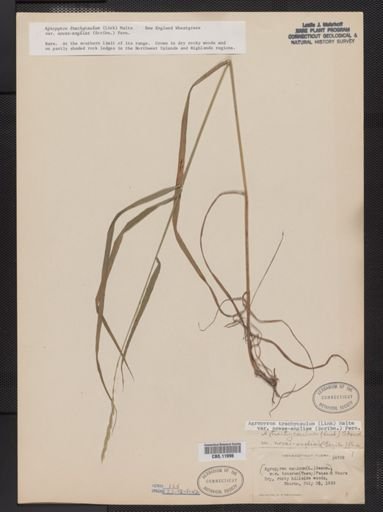 Elymus trachycaulus trachycaulus