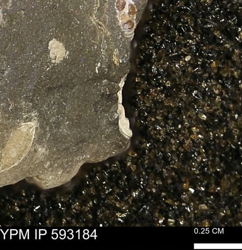 undet. Mollusca
