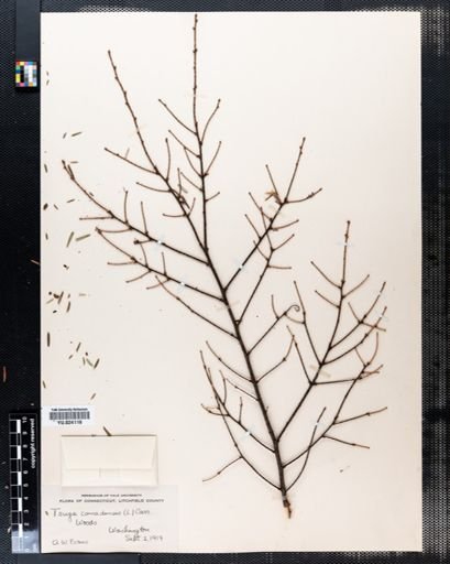 Tsuga canadensis
