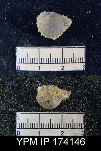 Productus pertenuis