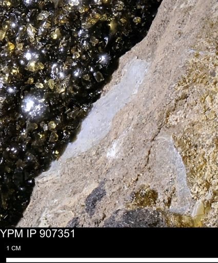 undet. Mollusca