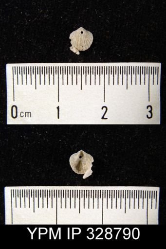 undet. Brachiopoda