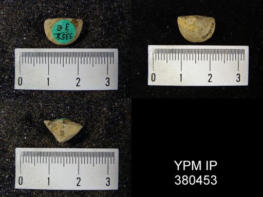 Cyrtia cyrtiniformis