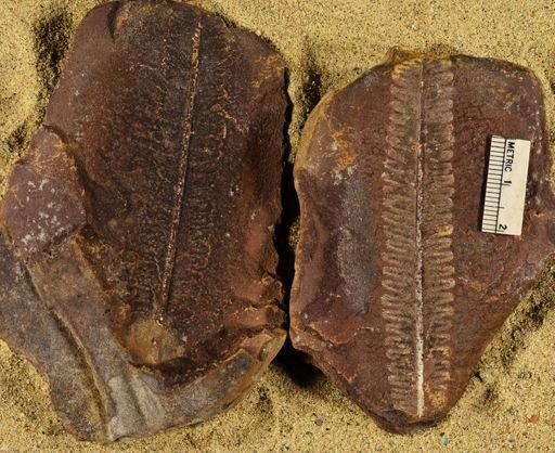 Pecopteris unitus