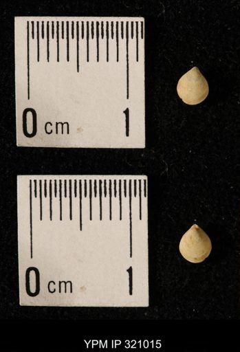 Dielasma elongatum
