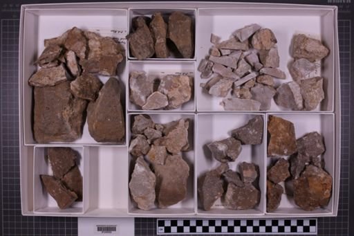 mixed taxa, stratigraphic collection