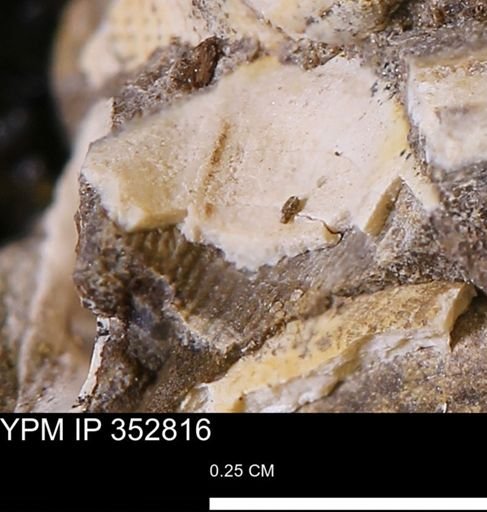 undet. Mollusca