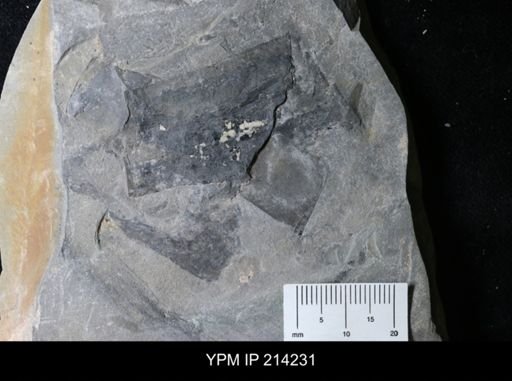 Mixopterus multispinosus
