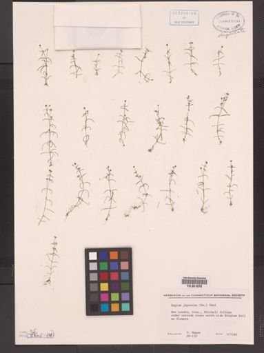 Sagina japonica