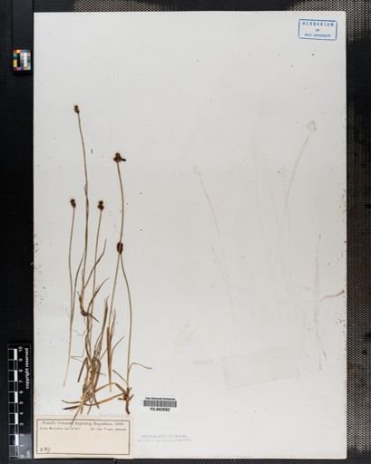 Carex