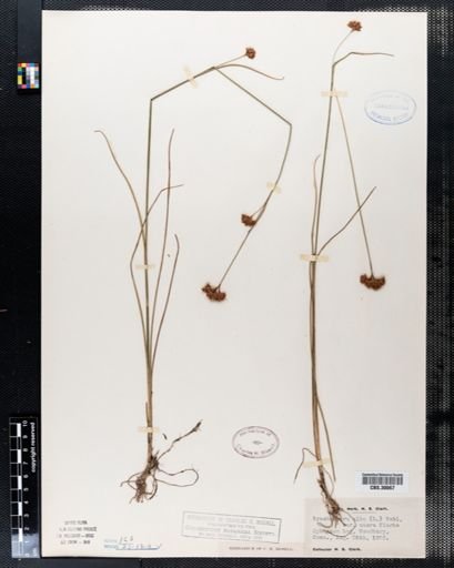 Rhynchospora alba